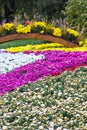 Large flower bed with chrysanthemums, autumn flowers Royalty Free Stock Photo