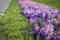 Large flower bed with multi-colored hyacinths, traditional easter flowers, flower background, easter background Royalty Free Stock Photo