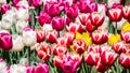 Large flower bed with pink, white, red-white, yellow tulips in the park. Royalty Free Stock Photo