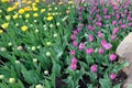 A large flower bed with purple and yellow tulips on a spring day Royalty Free Stock Photo