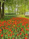 A large flower bed with red tulips in the park among the trees. The festival of tulips on Elagin Island in St. Petersburg Royalty Free Stock Photo