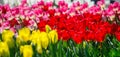 Large flower bed with red, yellow and pink tulips in the park. Royalty Free Stock Photo