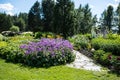 Large flower bed with Stachys macrantha `Superba`