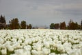 A lot of white tulips Royalty Free Stock Photo