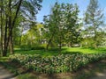 A large flower bed with white-yellow and white - red tulips, and muscari, on a sunny spring day among the trees. The festival of Royalty Free Stock Photo