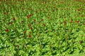 A large flower bed with young red tulips, sunny May day Royalty Free Stock Photo