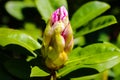 Large flower buds and green rhododendron leaves. Unopened rhododendron buds closeup Royalty Free Stock Photo