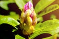 Large flower buds and green rhododendron leaves. Unopened rhododendron buds closeup Royalty Free Stock Photo
