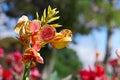 Large flower canna