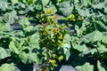 A large field of cauliflower and rapeseed flowers on the farm Royalty Free Stock Photo