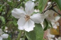 Large flower of a fruit tree quince Royalty Free Stock Photo