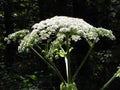 Large flower head of toxic Giant Hogweed plant in NYS