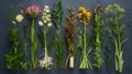 Large flower herb selection for herbal medicine over distressed