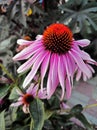 A large flower, a pasted echinacea bud Royalty Free Stock Photo