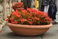 Large Flower pot in a flower begonia is standing on the stairs Cordonata on Capitol hill Royalty Free Stock Photo