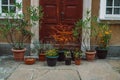 Large flower pot with flowers and tree plants on the cobbled sidewalk of the medieval city. Gdansk, Poland Royalty Free Stock Photo