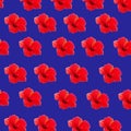 Large flower of red hibiscus Hibiscus rose sinensis pattern background on the blue background Royalty Free Stock Photo