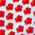 Large flower of red hibiscus Hibiscus rose sinensis pattern background on the light blue background Royalty Free Stock Photo