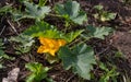 Large flower of a squash plant with leaves, stems on a bed Royalty Free Stock Photo