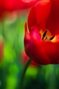 There are a lot of red tulips on the lawn. Beautiful spring park with lots of flowers. Yellow middle of a tulip flower close-up. Royalty Free Stock Photo