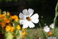Large white garden Daisy flower with bumblebee. Royalty Free Stock Photo