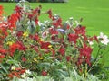 A large flowerbed with colorful flowers of different varieties, species and colors in a city park Royalty Free Stock Photo