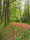 A large flowerbed with colorful tulips next to a park path with benches on a spring day against the background of trees. The