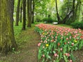 A large flowerbed with colorful tulips next to a park path with benches on a spring day against the background of trees. The Royalty Free Stock Photo