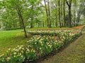 A large flowerbed with colorful tulips next to a park path with benches on a spring day against the background of trees. The Royalty Free Stock Photo