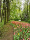 .A large flowerbed with colorful tulips next to a park path with benches on a spring day against the background of trees. The Royalty Free Stock Photo