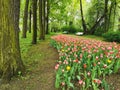 A large flowerbed with colorful tulips next to a park path with benches on a spring day against the background of trees. The