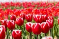 Large flowerbed of red tulips