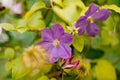 Large-Flowered Clematis. Beautiful, large purple clematis flower in the garden Royalty Free Stock Photo