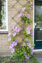 Flowering Clematis `Nelly Moser` grows against a wall Royalty Free Stock Photo
