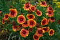 Large-flowered cockade flower `Kobold`, bot. Gaillardia x grandiflora `Kobold`, in garden. Berlin, Germany