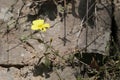 Large-flowered Evening Primrose - Oenothera glazioviana Royalty Free Stock Photo