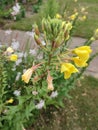 Large-flowered Evening Primrose - Oenothera glazioviana, Norfolk, England, UK Royalty Free Stock Photo