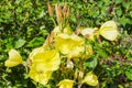 Large Flowered Evening Primrose wildflower and buds Royalty Free Stock Photo