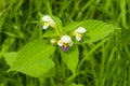 Large-flowered Hemp-nettle or Edmonton hempnettle, Galeopsis Speciosa, plant with flowers on bokeh background Royalty Free Stock Photo