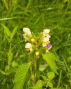 Large-flowered Hemp-nettle or Edmonton hempnettle, Galeopsis Speciosa, plant with flowers on bokeh background