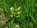 Large-flowered Hemp-nettle or Edmonton hempnettle, Galeopsis Speciosa, plant with flowers on bokeh background