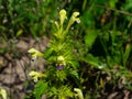 Large-flowered Hemp-nettle or Edmonton hempnettle, Galeopsis Speciosa, plant with flowers on bokeh background