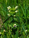 Large-flowered Hemp-nettle or Edmonton hempnettle, Galeopsis Speciosa, plant with flowers on bokeh background