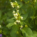 Large-flowered Hemp-nettle or Edmonton hempnettle, Galeopsis Speciosa, plant with flowers on bokeh background Royalty Free Stock Photo