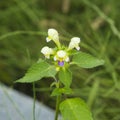 Large-flowered Hemp-nettle or Edmonton hempnettle, Galeopsis Speciosa, plant with flowers on bokeh background