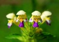 Large-flowered Hemp-nettle or Edmonton hempnettle