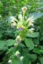 Large-flowered Hemp-nettle (Galeopsis speciosa) Royalty Free Stock Photo