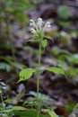 Large-flowered Hemp-nettle (Galeopsis speciosa) Royalty Free Stock Photo