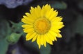 LARGE FLOWERED LEOPARD`S BANE doronicum grandiflorum, MOUNTAIN FLOWER Royalty Free Stock Photo