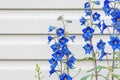 Large-flowered livestock or delphinium Delphinium grandiflorum, herbaceous plant genus Larkspur of Buttercup family